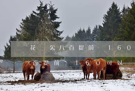 花唄欠八百提前還160可以嗎-花唄欠八百提前還160可以嗎多少錢
