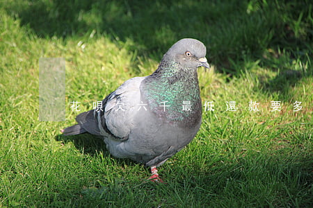 花唄欠六千最低還款要多久還完-