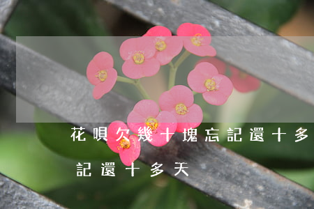 花唄欠幾十塊忘記還十多天(花唄欠幾十塊忘記還十多天)