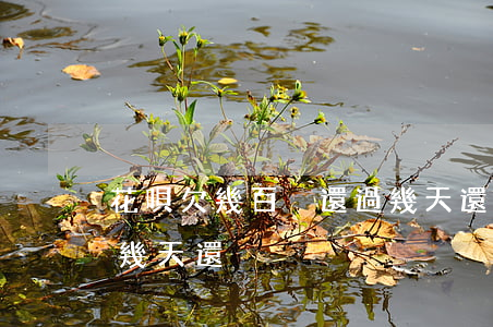 花唄欠幾百沒還過幾天還(花唄欠幾百沒還過幾天還)