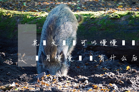 花唄欠幾萬可以慢慢還嗎(欠花唄2000三個月慢慢還會有什么后果)