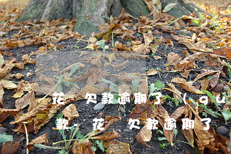花唄欠款逾期了關(guān)閉了怎么還款-花唄欠款逾期了關(guān)閉了怎么還款啊
