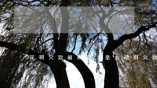 花唄欠款逾期能減免么(花唄欠款逾期能減免么)