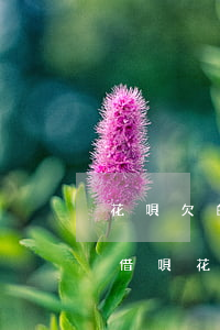 花唄欠的賭債要還嗎(網(wǎng)賭借了借唄花唄)