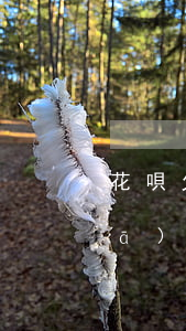 花唄欠錢逾期200天會(huì)發(fā)生什么-花唄欠錢逾期200天會(huì)發(fā)生什么后果
