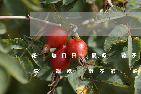 花唄每月只還最低還款不影響吧-花唄每月只還最低還款不影響吧