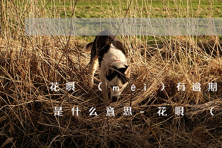 花唄沒(méi)有逾期凍結(jié)了是什么意思-花唄沒(méi)有逾期凍結(jié)了是什么意思啊