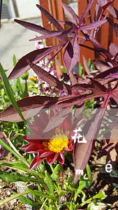 花唄沒(méi)有逾期怎么停了(花唄沒(méi)有逾期怎么停了)