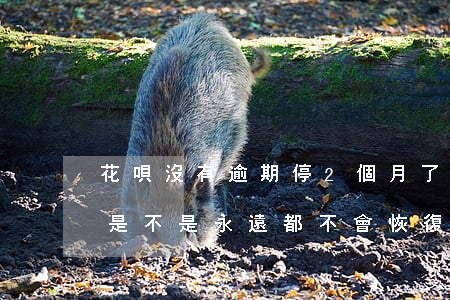 花唄沒有逾期停2個月了(花唄逾期3個多月是不是永遠都不會恢復了)
