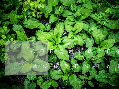 花唄沒有逾期提示異常什么情況-花唄沒有逾期提示異常什么情況啊
