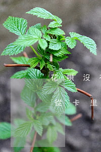 花唄沒有逾期會(huì)不會(huì)從卡里扣錢-花唄沒有逾期會(huì)不會(huì)從卡里扣錢了
