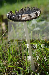 花唄沒有逾期為什么突然就關(guān)閉了-花唄沒有逾期為什么突然就關(guān)閉了呢