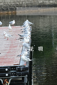 花唄沒有還完最低還款還能用嗎-