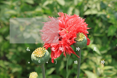 花唄沒逾期會降額度嗎(沒逾期花唄被關(guān)閉 借唄會降額度么)