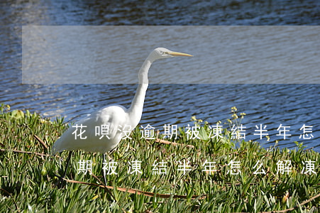 花唄沒逾期被凍結半年怎么解凍-花唄沒逾期被凍結半年怎么解凍不了