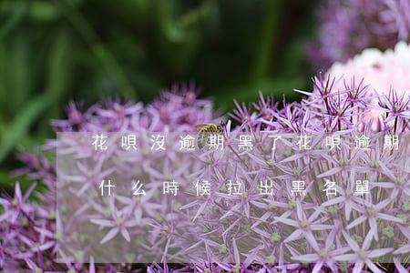 花唄沒逾期黑了(花唄逾期變黑名單了 還進去什么時候拉出黑名單)