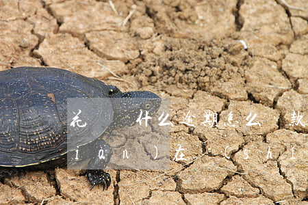 花唄為什么逾期怎么還款(花唄逾期了,現(xiàn)在實(shí)在還不了怎么辦)