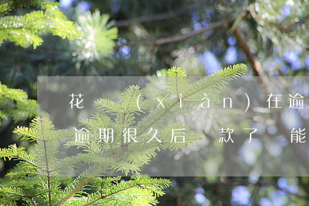 花唄現(xiàn)在逾期后還能用嗎(花唄逾期很久后還款了還能使用花唄嗎?)