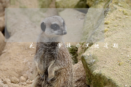 花唄異常提示其他逾期