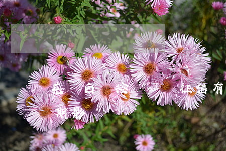 花唄白條按時還對征信有影響嗎（花唄白條逾期影響車貸嗎）