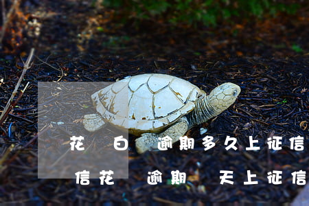 花唄白條逾期多久上征信 花唄逾期多久上征信 花唄逾期幾天上征信