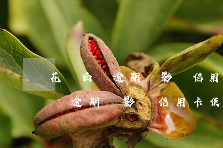 花唄白條逾期會影響信用卡使用嗎-花唄白條逾期會影響信用卡使用嗎知乎