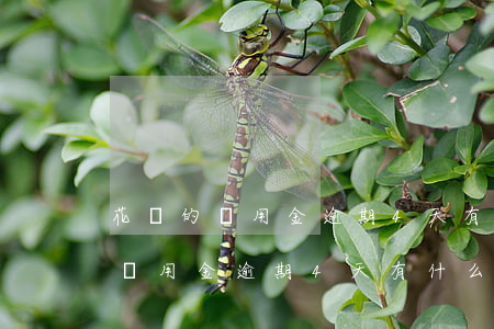 花唄的備用金逾期4天有什么影響-花唄的備用金逾期4天有什么影響嗎