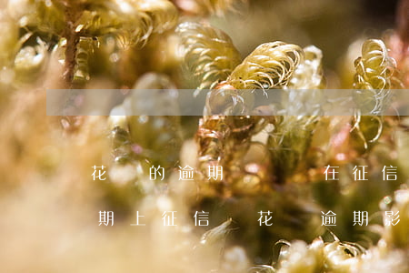 花唄的逾期記錄會在征信上呆多久-花唄逾期上征信嗎?花唄逾期影響征信嗎