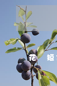 花唄短信逾期照片(支付寶花唄逾期 圖片)