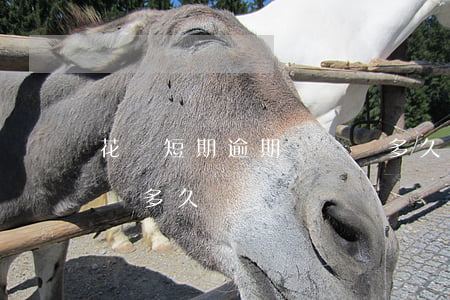 花唄短期逾期時間為多久(花唄短期逾期時間為多久)