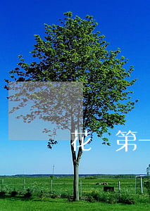 花唄第一次逾期有事么