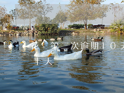 花唄第二次逾期10天(支付寶花唄借唄逾期十天)