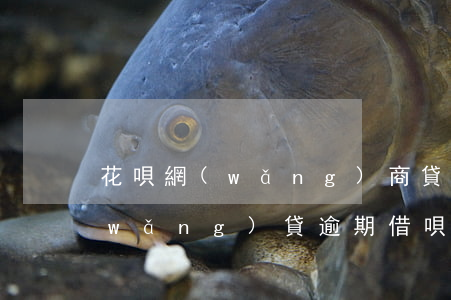 花唄網(wǎng)商貸逾期3萬(其它網(wǎng)貸逾期借唄花唄網(wǎng)商貸還能循環(huán)用嗎)