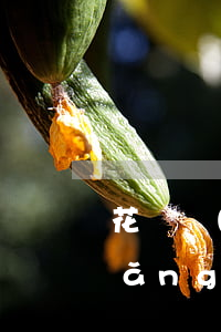 花唄網(wǎng)商貸逾期怎么辦(網(wǎng)商貸逾期20天了,花唄以后無(wú)法使用了嗎)