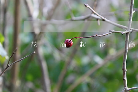 花唄網商貸起訴(花唄網商貸起訴了怎么辦)