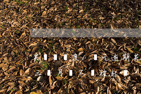 花唄總額度1萬元逾期(花唄欠款1萬多逾期三個月會不會被起訴)