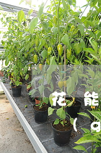 花唄能不能逾期兩個(gè)月(花唄逾期2個(gè)多月全額還款還可以用嗎?)