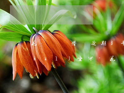 花唄螞蟻借唄逾期3年會(huì)不會(huì)坐牢-花唄螞蟻借唄逾期3年會(huì)不會(huì)坐牢呢