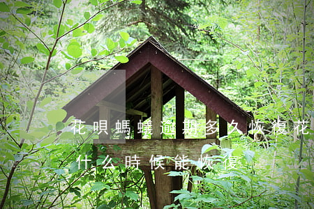 花唄螞蟻逾期多久恢復(花唄逾期了不能用了 什么時候能恢復)