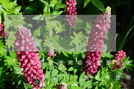 花唄被停用從沒逾期(花唄沒有逾期為什么會(huì)被暫停使用要多久才能恢復(fù))