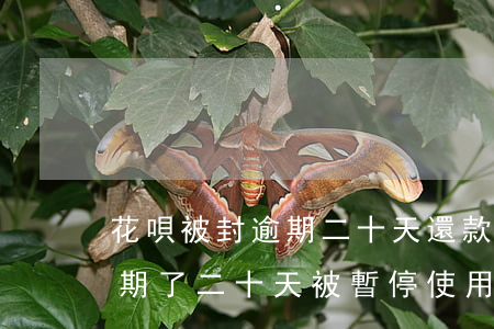 花唄被封逾期二十天還款大概多久-花唄逾期了二十天被暫停使用要多久才能恢復