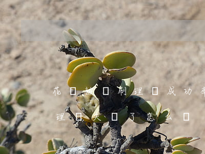 花唄被盜刷理賠成功率 支付寶花唄盜刷最后理賠失敗了怎么辦