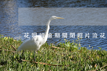 花唄被逾期關閉照片流(花唄全面關閉新聞)