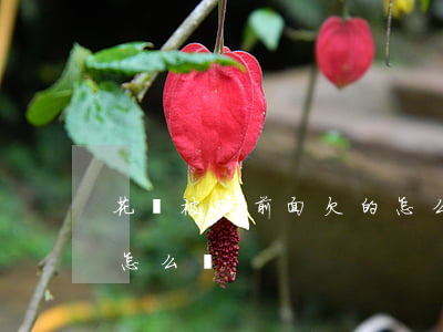 花唄被降前面欠的怎么還(花唄被降前面欠的怎么還)