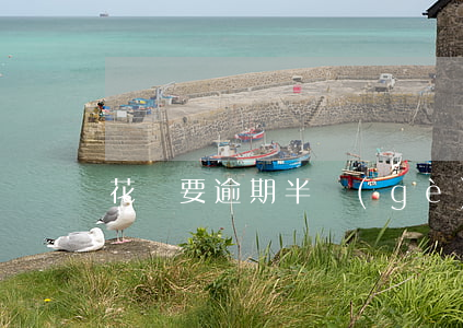 花唄要逾期半個(gè)月才能還怎么辦-