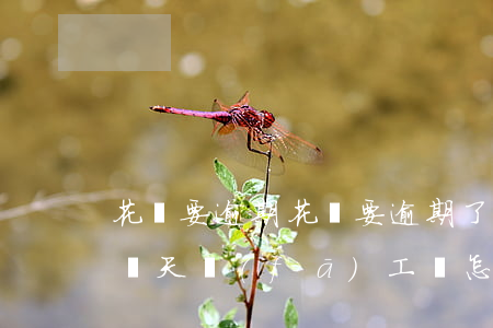 花唄要逾期，花唄要逾期了還要過(guò)兩天發(fā)工資怎么辦