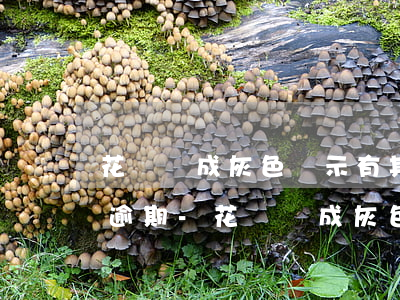 花唄變成灰色顯示有其他產(chǎn)品逾期-花唄變成灰色顯示有其他產(chǎn)品逾期怎么辦