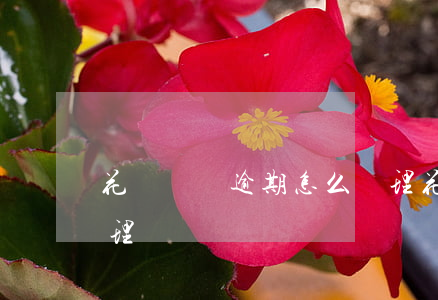 花唄負債逾期怎么處理(花唄負債逾期怎么處理)