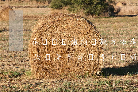 花唄負債逾期還款方法(花唄逾期是還清逾期款還是全部還清比較好)