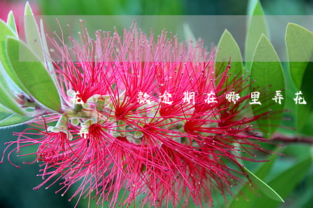 花唄貸款逾期在哪里弄(花唄貸款逾期在哪里弄)